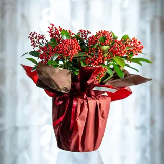 Skimmia Veitchii