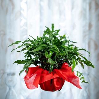 Microsorum Diversifolium