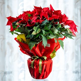 Stella Di Natale Classica