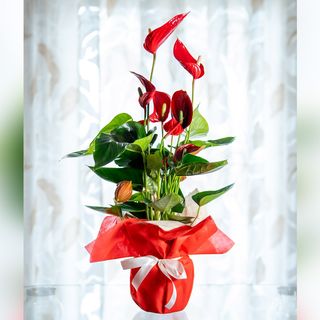 Anthurium