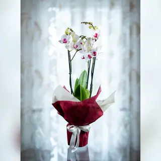 Orchidea Phalaenopsis
