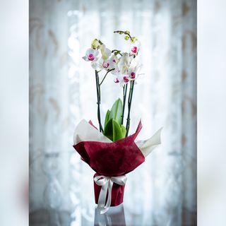 Orchidea Phalaenopsis