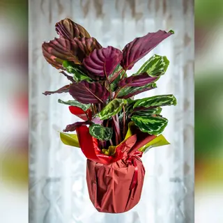 Calathea Roseopicta