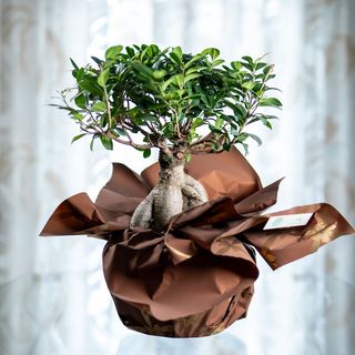 Bonsai Ficus Ginseng