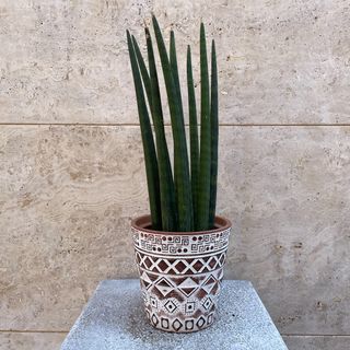 Sanseveria Cilindrica