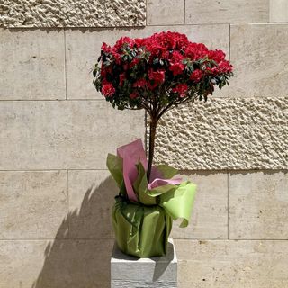 Azalea Alberello