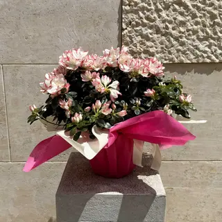 Azalea