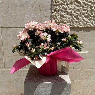 Azalea