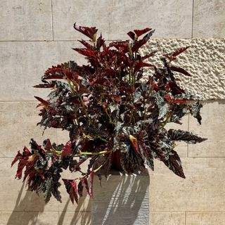 Begonia Eliator a foglia riccia