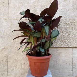 Calathea Picturata