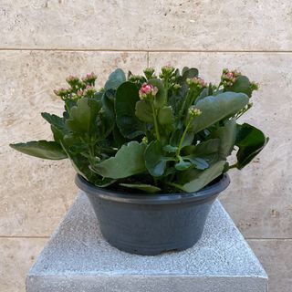 Kalanchoe Calandiva