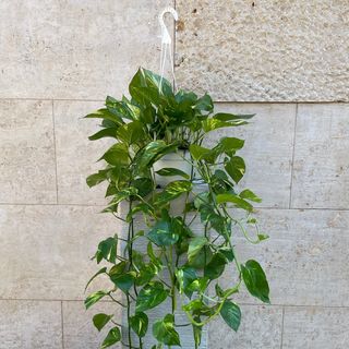 Pothos