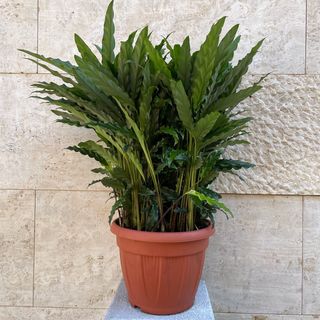 Calathea Rufibarba