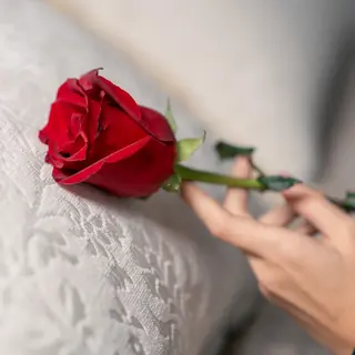 Rosa