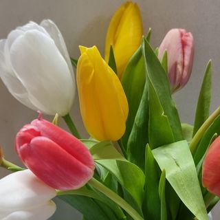 TULIPANI