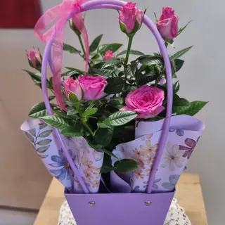 Rosellina