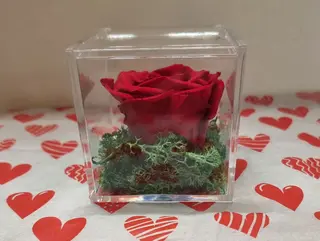 (6)Rosa stabilizata