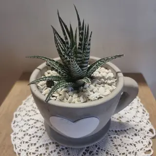 Aloe