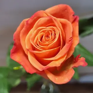 Rosa arancio