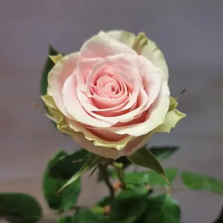Rosa rosa