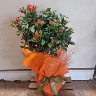 Pianta Rosa alberello