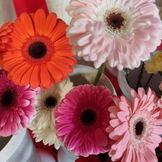 Gerbera