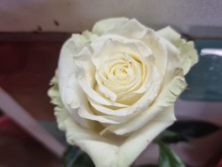 Rosa bianca