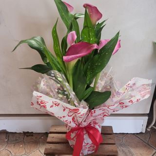 Pianta Calla