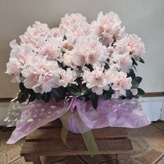Pianta  AZALEA