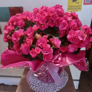 Begonia