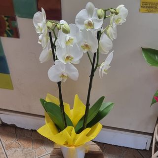 Orchidea bianca