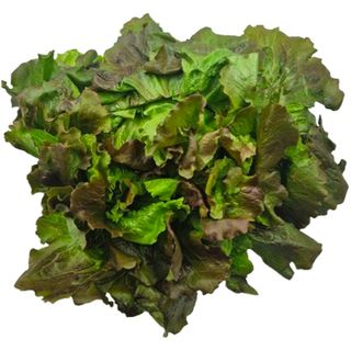 Insalata canasta - 1 pianta circa 500gr
