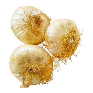 Cipolle bianche da forno - 500gr