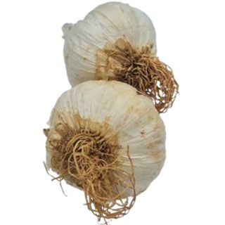 Aglio - 1 testa