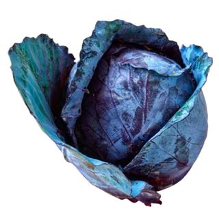 Cavolo Cappuccio Viola - 1 testa (circa 1kg)