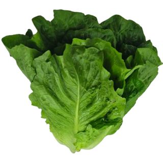 Insalata lattuga 1 testa