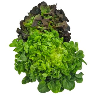 Insalata foglia di Quercia - 500gr