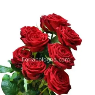7 rose rosse