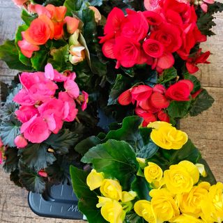 Pianta di begonia