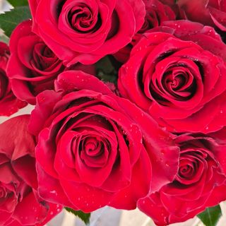 Bouquet di rose e nebbia