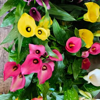 Pianta di calla
