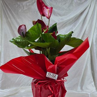 Pianta di anthurium decorium