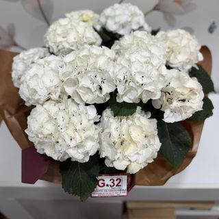 Ortensia bianca