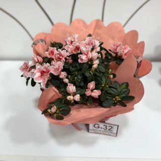 Azalea confezionata con carta