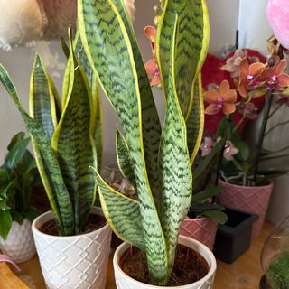 Sansevieria o altra pianta