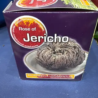 Rosa di jericho