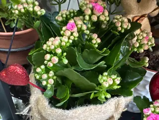 Pianta piccola fiorita a sorpresa con cuoricino