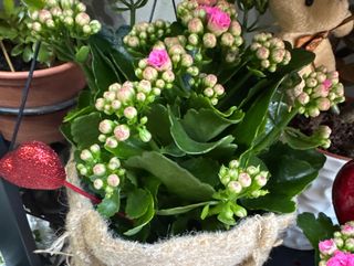 Pianta piccola fiorita a sorpresa con cuoricino