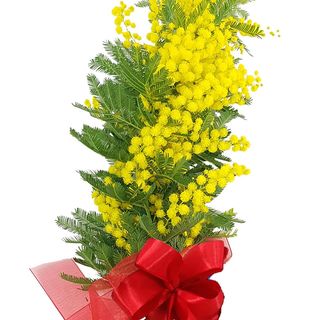 Mimosa confezionata - grande