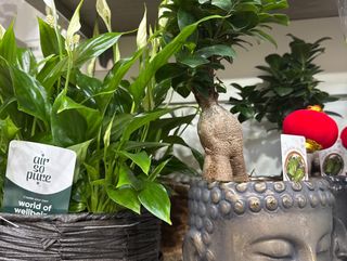 Pianta a sorpresa media con vaso o cestino